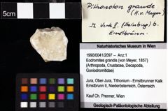 Foto (Objket + Etiketten) von Eodromites grandis (von Meyer, 1857) 